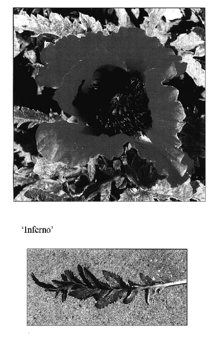 Figure 1 of US plant patent PP17345, the photograph of Inferno printed in the patent.