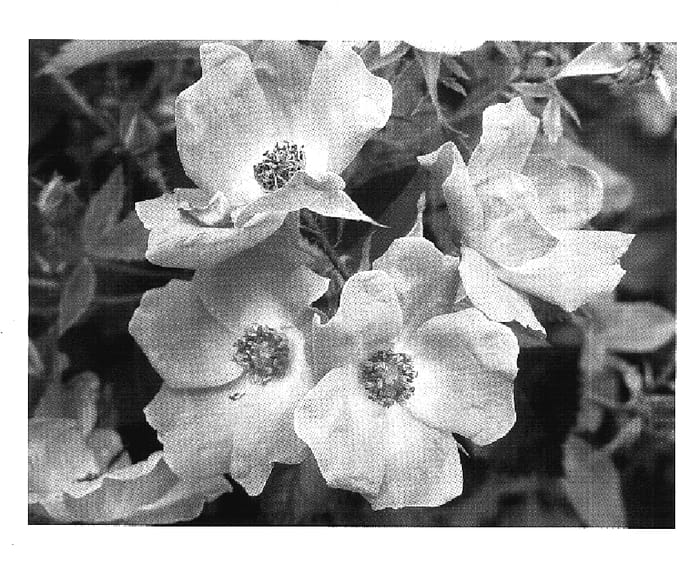 Figure 1 of US plant patent PP17346, the photograph of Radcor printed in the patent.