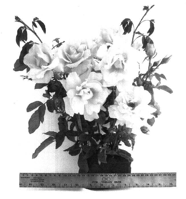 Figure 1 of US plant patent PP17347, the photograph of WEKradler printed in the patent.
