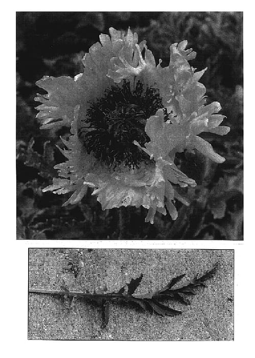 Figure 1 of US plant patent PP17348, the photograph of Fancy Feathers printed in the patent.
