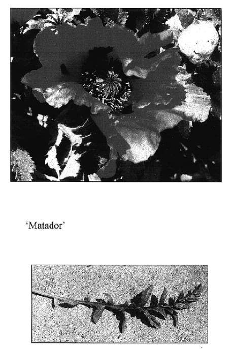 Figure 1 of US plant patent PP17349, the photograph of Matador printed in the patent.