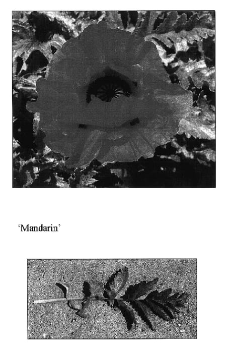Figure 1 of US plant patent PP17350, the photograph of Mandarin printed in the patent.
