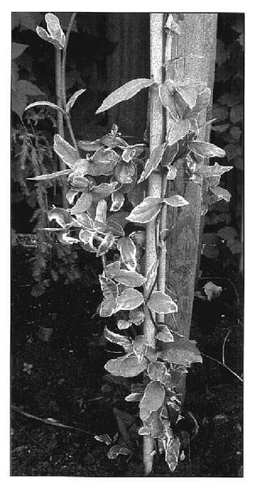 Figure 1 of US plant patent PP17352, the photograph of Maskerade printed in the patent.