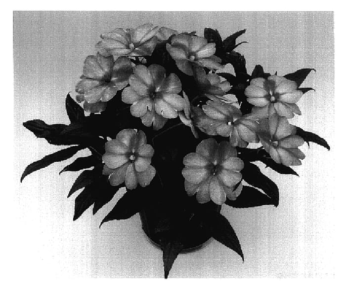 Figure 1 of US plant patent PP17353, the photograph of Odyparnassus printed in the patent.
