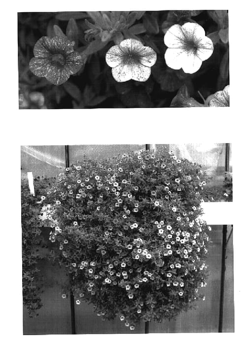 Figure 1 of US plant patent PP17354, the photograph of Wescafire printed in the patent.