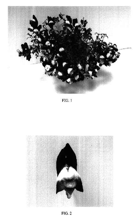 Figure 1 of US plant patent PP17355, the photograph of Balumsum printed in the patent.