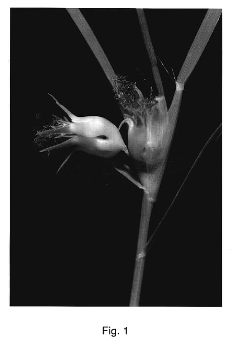 Figure 1 of US plant patent PP17356, the photograph of Density printed in the patent.