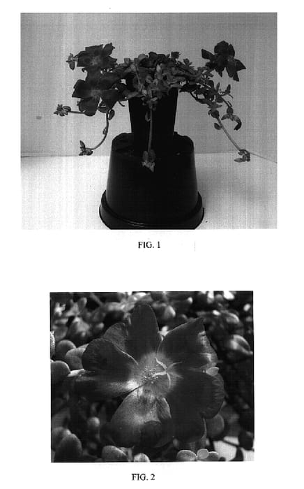Figure 1 of US plant patent PP17357, the photograph of Balrioscar printed in the patent.
