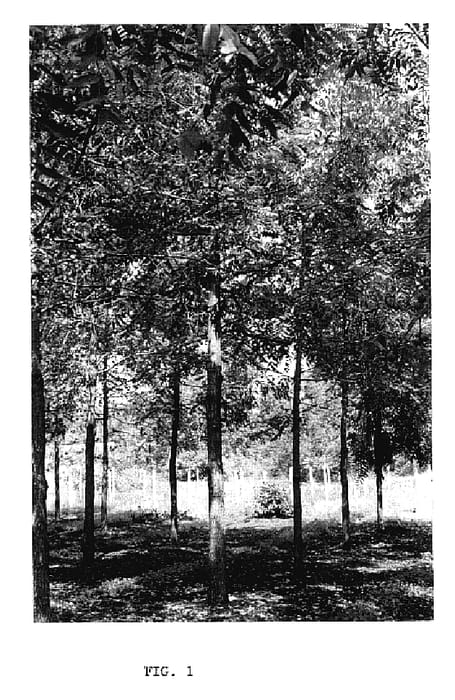 Figure 1 of US plant patent PP17358, the photograph of Beineke 14 printed in the patent.
