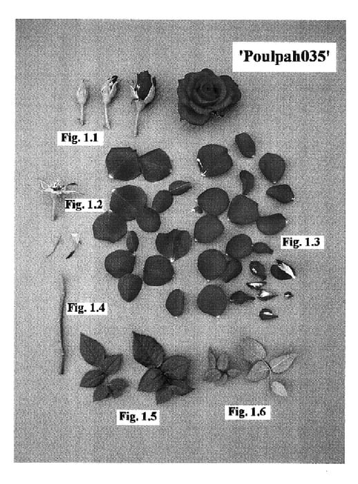 Figure 1 of US plant patent PP17359, the photograph of Poulpah035 printed in the patent.