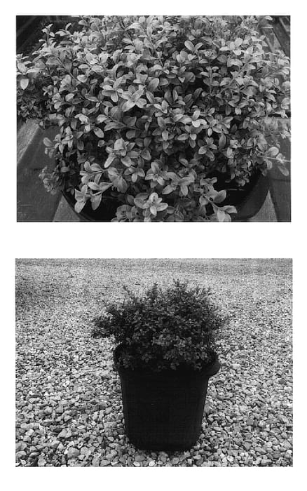 Figure 1 of US plant patent PP17360, the photograph of Hiram Saunders printed in the patent.