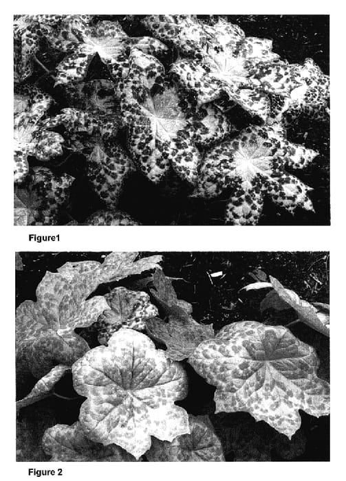 Figure 1 of US plant patent PP17361, the photograph of Spotty Dotty printed in the patent.