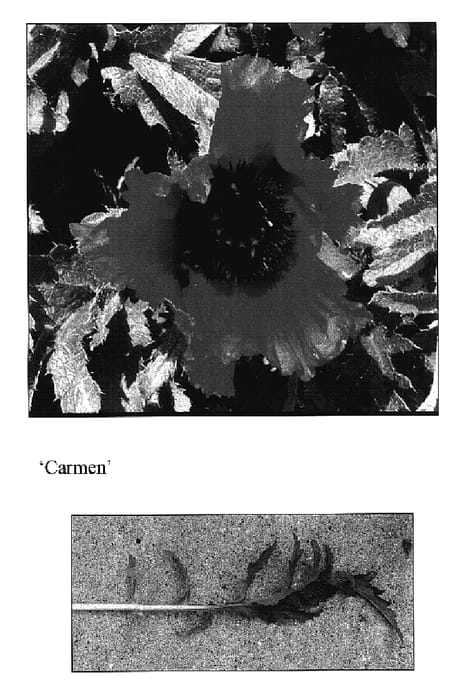 Figure 1 of US plant patent PP17362, the photograph of Carmen printed in the patent.