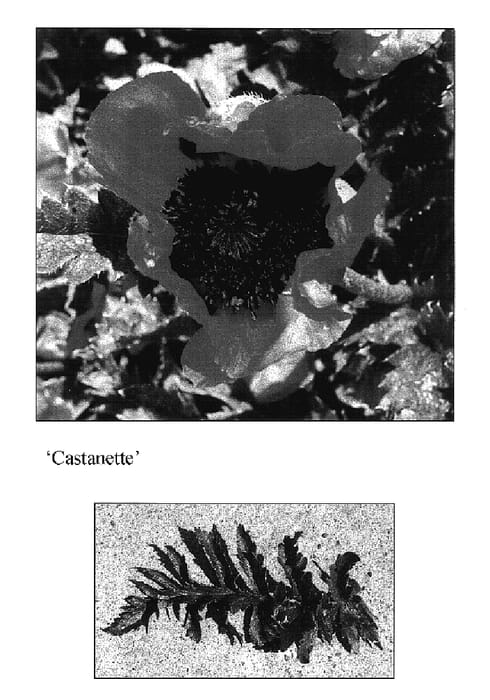 Figure 1 of US plant patent PP17363, the photograph of Castanette printed in the patent.