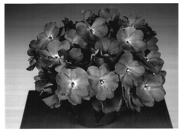 Figure 1 of US plant patent PP17364, the photograph of Fisco Lav printed in the patent.