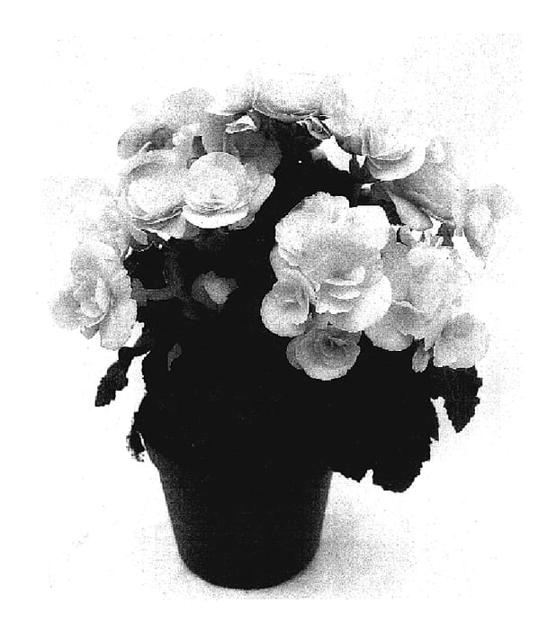 Figure 1 of US plant patent PP17365, the photograph of Bbvolvir printed in the patent.