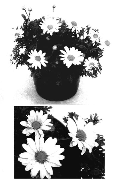Figure 1 of US plant patent PP17366, the photograph of Dansun printed in the patent.