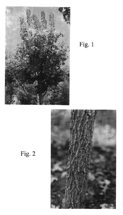 Figure 1 of US plant patent PP17367, the photograph of Fire Dragon printed in the patent.