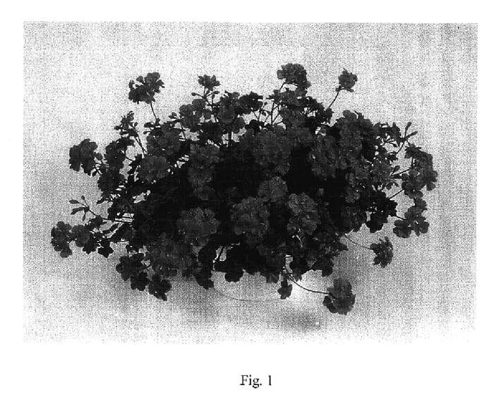 Figure 1 of US plant patent PP17368, the photograph of Global Orchid printed in the patent.