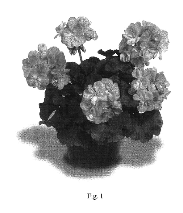 Figure 1 of US plant patent PP17369, the photograph of Patriot Soft Pink printed in the patent.