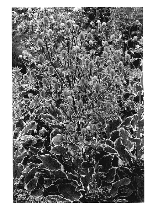 Figure 1 of US plant patent PP17370, the photograph of Jade Frost printed in the patent.