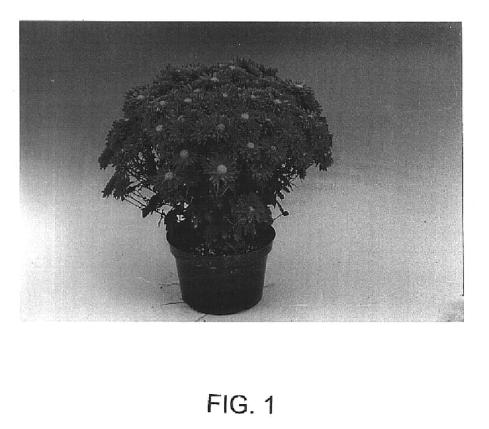 Figure 1 of US plant patent PP17371, the photograph of Effie printed in the patent.