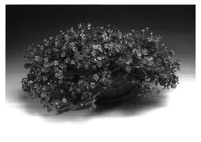 Figure 1 of US plant patent PP17372, the photograph of Sutcatrabl printed in the patent.