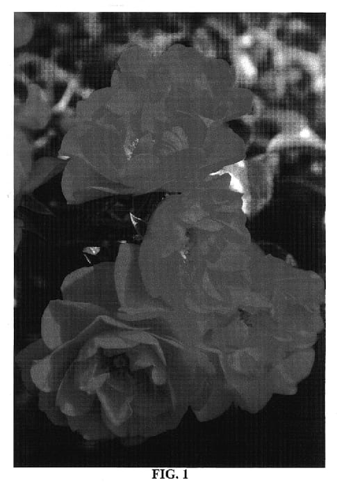 Figure 1 of US plant patent PP17373, the photograph of NOA83100B printed in the patent.