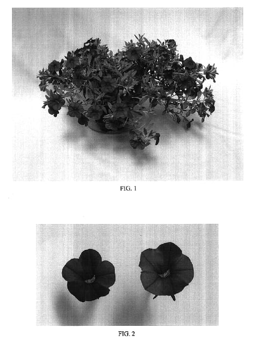 Figure 1 of US plant patent PP17374, the photograph of Balcabscar printed in the patent.