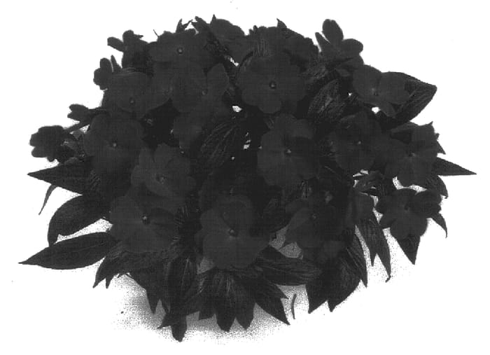 Figure 1 of US plant patent PP17375, the photograph of Danhardaror printed in the patent.