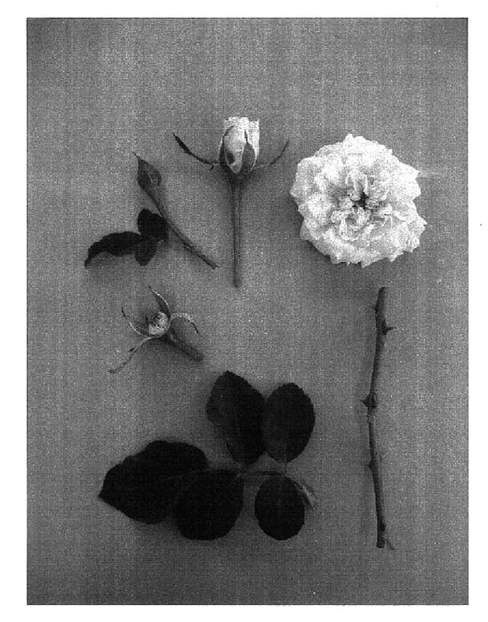 Figure 1 of US plant patent PP17376, the photograph of KORgolgat printed in the patent.