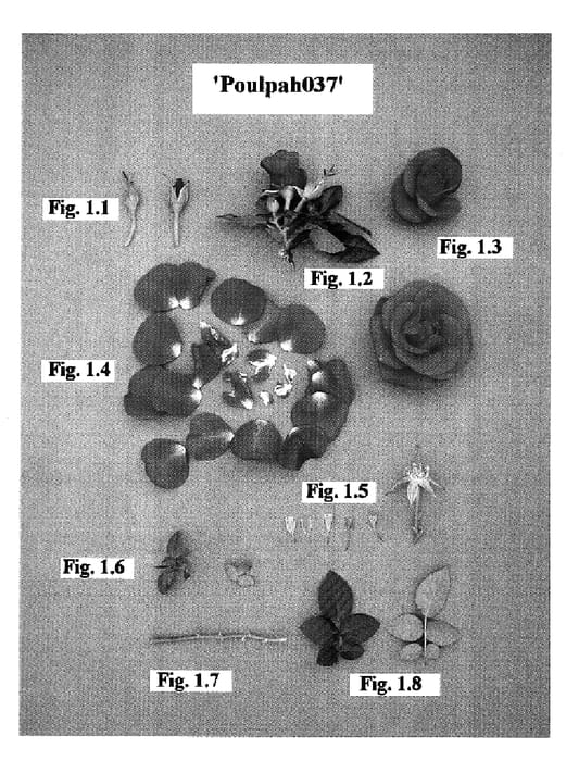 Figure 1 of US plant patent PP17377, the photograph of Poulpah037 printed in the patent.