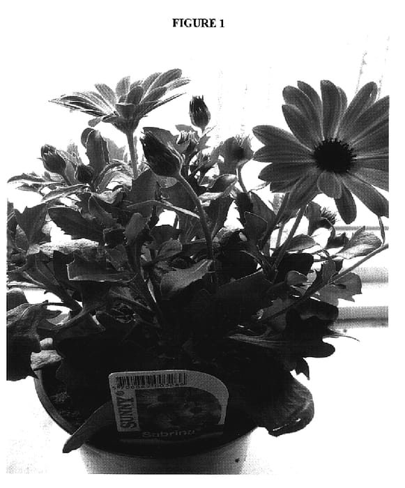 Figure 1 of US plant patent PP17378, the photograph of Sunny Sabrina printed in the patent.