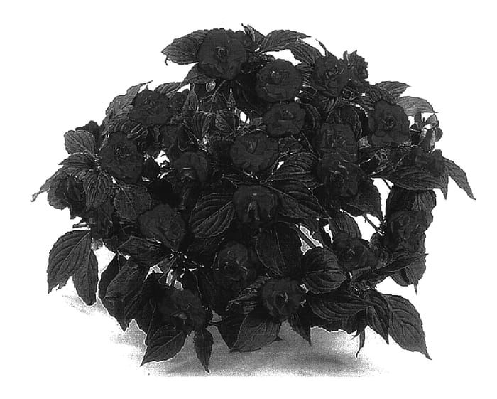 Figure 1 of US plant patent PP17379, the photograph of Danmuorglow printed in the patent.