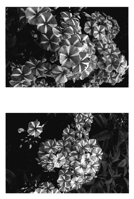 Figure 1 of US plant patent PP17380, the photograph of Spinners printed in the patent.