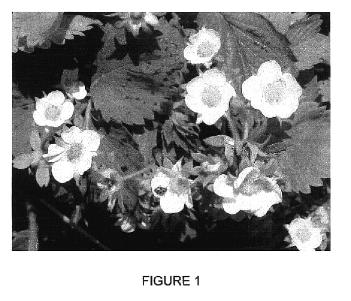 Figure 1 of US plant patent PP17381, the photograph of La Cle des Champs printed in the patent.