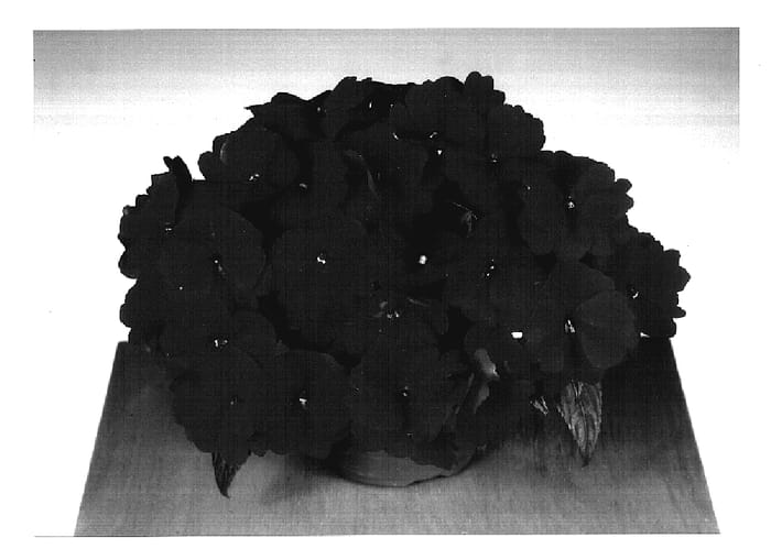 Figure 1 of US plant patent PP17382, the photograph of Fisco Fire printed in the patent.