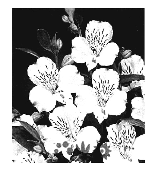 Figure 1 of US plant patent PP17383, the photograph of Zalsarest printed in the patent.