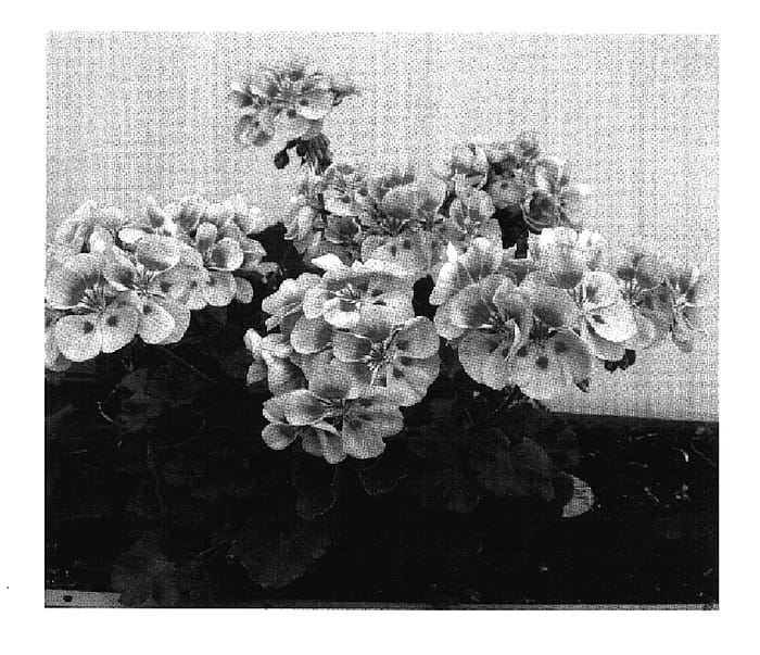 Figure 1 of US plant patent PP17384, the photograph of Pacry printed in the patent.