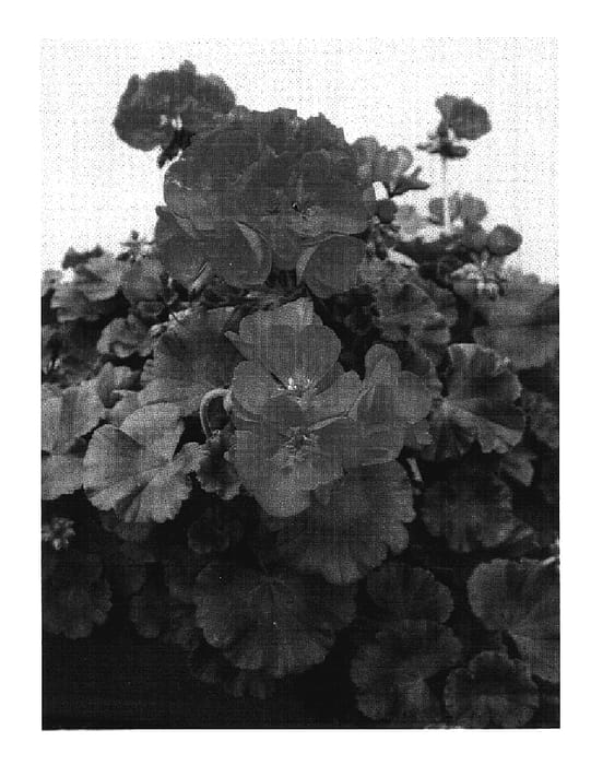 Figure 1 of US plant patent PP17385, the photograph of Pacpin printed in the patent.
