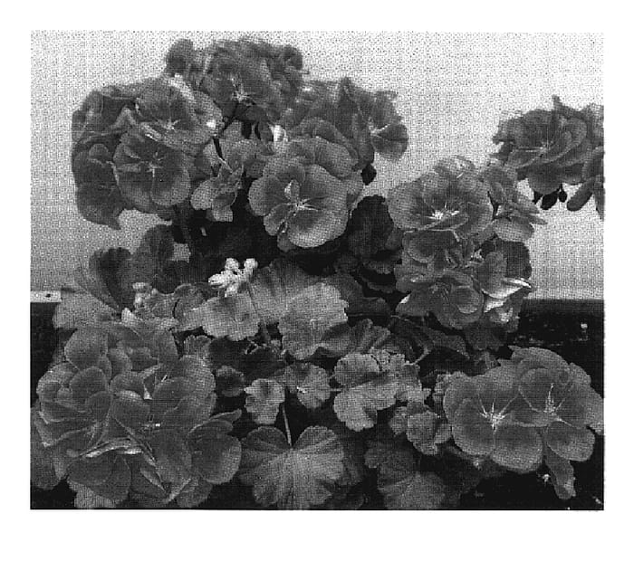 Figure 1 of US plant patent PP17386, the photograph of Swevio printed in the patent.