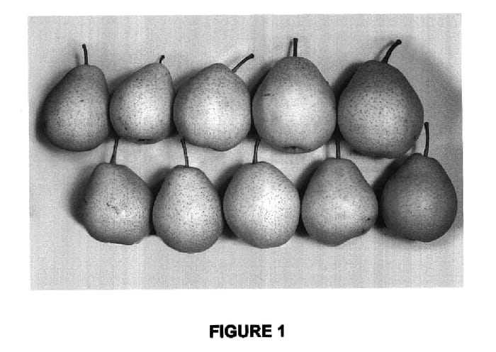 Figure 1 of US plant patent PP17387, the photograph of Prem2P printed in the patent.