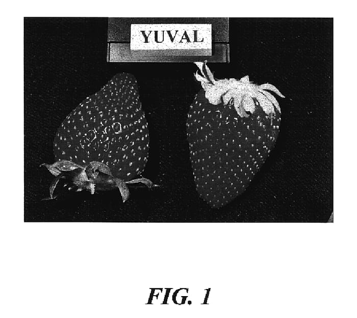 Figure 1 of US plant patent PP17388, the photograph of Yuval printed in the patent.