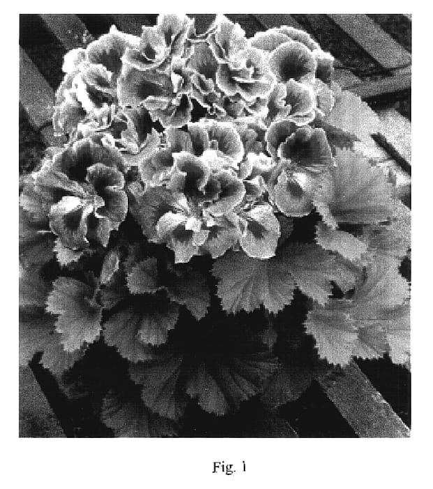Figure 1 of US plant patent PP17389, the photograph of Maiden Deep Lavender printed in the patent.