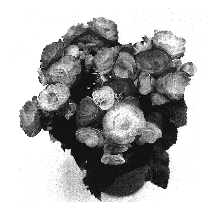 Figure 1 of US plant patent PP17390, the photograph of Bbvolbro printed in the patent.