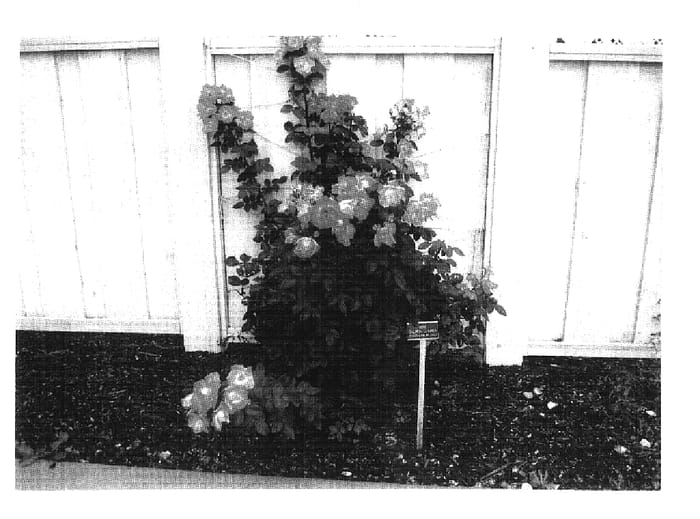 Figure 1 of US plant patent PP17391, the photograph of Radbrite printed in the patent.