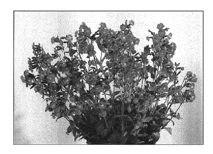 Figure 1 of US plant patent PP17392, the photograph of Rolly's Favorite printed in the patent.
