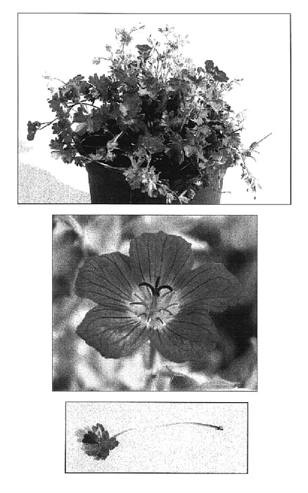 Figure 1 of US plant patent PP17393, the photograph of Penny Lane printed in the patent.
