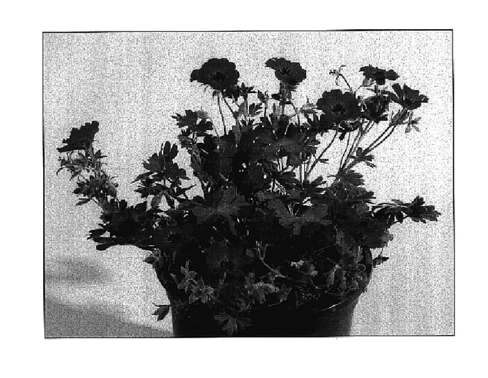 Figure 1 of US plant patent PP17394, the photograph of Memories printed in the patent.