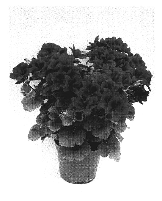 Figure 1 of US plant patent PP17395, the photograph of Regvel printed in the patent.